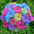 Crochet Flowers for Beginners - The Secret Yarnery