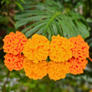 Giant Marigold Crochet Pattern for Easy DIY Diwali Decor! Secret Yarnery