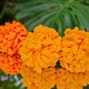 Giant Marigold Crochet Pattern for Easy DIY Diwali Decor! Secret Yarnery
