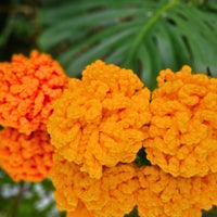 Giant Marigold Crochet Pattern for Easy DIY Diwali Decor! Secret Yarnery
