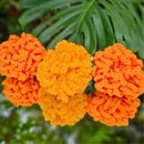 Giant Marigold Crochet Pattern for Easy DIY Diwali Decor! Secret Yarnery